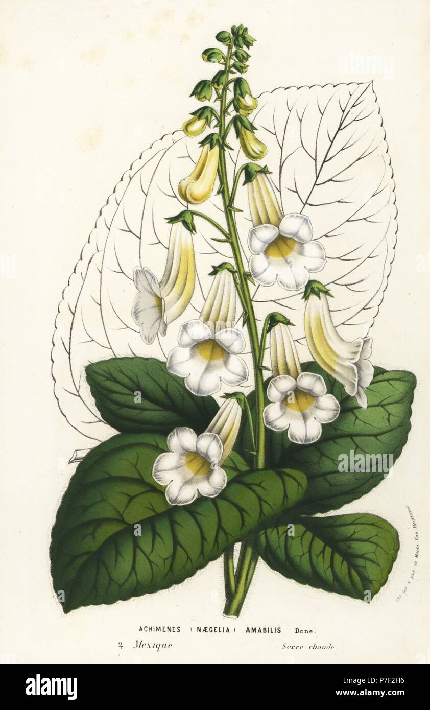 Tree gloxinia, Smithiantha amabilis or Kohleria amabilis (Achimenes amabilis or Naegelia amabilis). Handcoloured lithograph from Louis van Houtte and Charles Lemaire's Flowers of the Gardens and Hothouses of Europe, Flore des Serres et des Jardins de l'Europe, Ghent, Belgium, 1857. Stock Photo