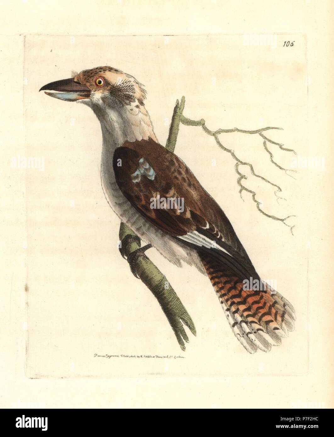 Laughing kookaburra, Dacelo novaeguineae (Gigantic dacelo, Dacelo gigantea). Handcoloured copperplate engraving drawn and engraved by Richard Polydore Nodder from William Elford Leach's Zoological Miscellany, McMillan, London, 1815. Stock Photo