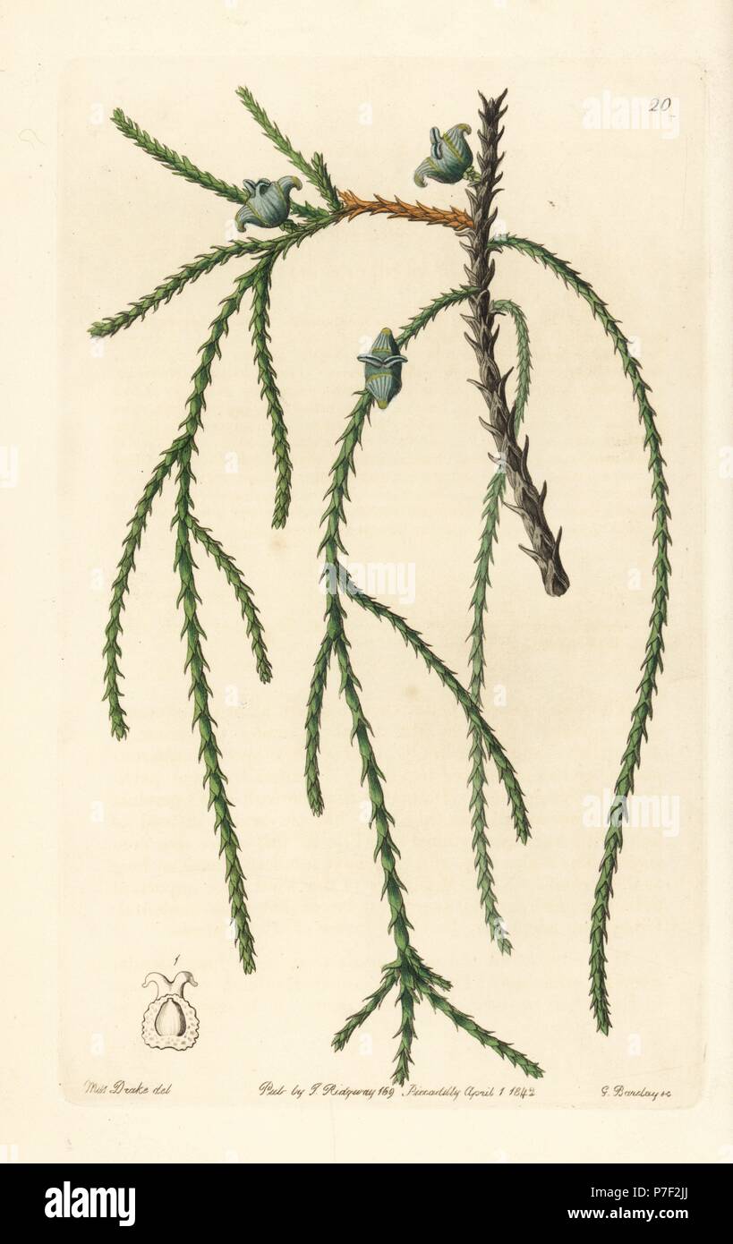 Chinese arborvitae, Platycladus orientalis (Weeping arbor vitae, Thuja filiformis). Handcoloured copperplate engraving by George Barclay after an illustration by Miss Sarah Drake from Edwards' Botanical Register, edited by John Lindley, London, Ridgeway, 1842. Stock Photo
