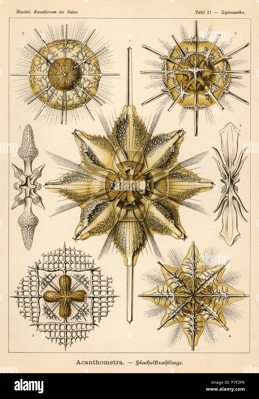 Acantharia Radiolaria protozoa species: Xiphacantha species 1, Stauracantha spinulosa 2, Phyllostauridae species 3, Pristacantha polyodon 4, Lithopteridae species 5, Gigartaconidae species 6,7. Chromolithograph by Adolf Glitsch from an illustration by Ernst Haeckel from Art Forms in Nature, Kunstformen der Natur, Liepzig, Germany, 1904. Stock Photo
