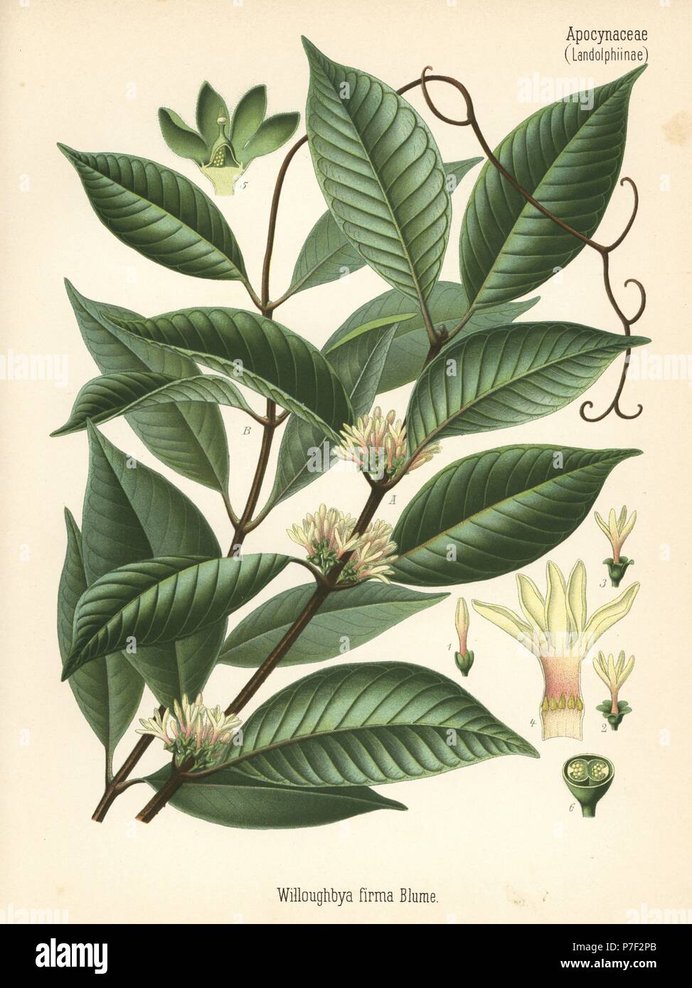 Willughbeia coriacea (Willoughbya firma). Chromolithograph after a botanical illustration from Hermann Adolph Koehler's Medicinal Plants, edited by Gustav Pabst, Koehler, Germany, 1887. Stock Photo