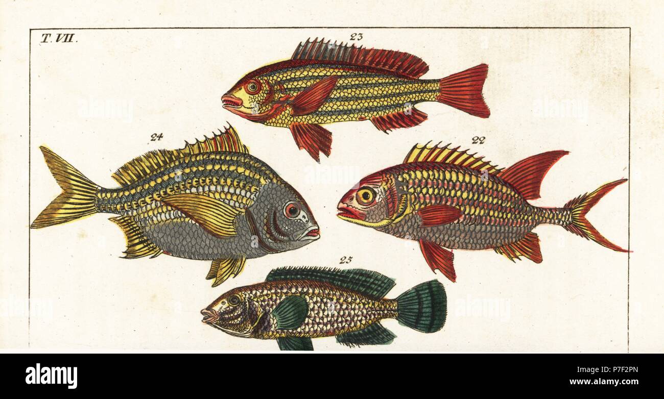 Squirrelfish, Holocentrus adscensionis 22, five-lined snapper, Lutjanus quinquelineatus 23, Torroto grunt, Genyatremus luteus 24 and pointed snout wrasse, Symphodus rostratus 25. Handcolored copperplate engraving after Jacob Nilson from Gottlieb Tobias Wilhelm's Encyclopedia of Natural History: Fish, Augsburg, 1804. Wilhelm (1758-1811) was a Bavarian clergyman and naturalist known as the German Buffon. Stock Photo