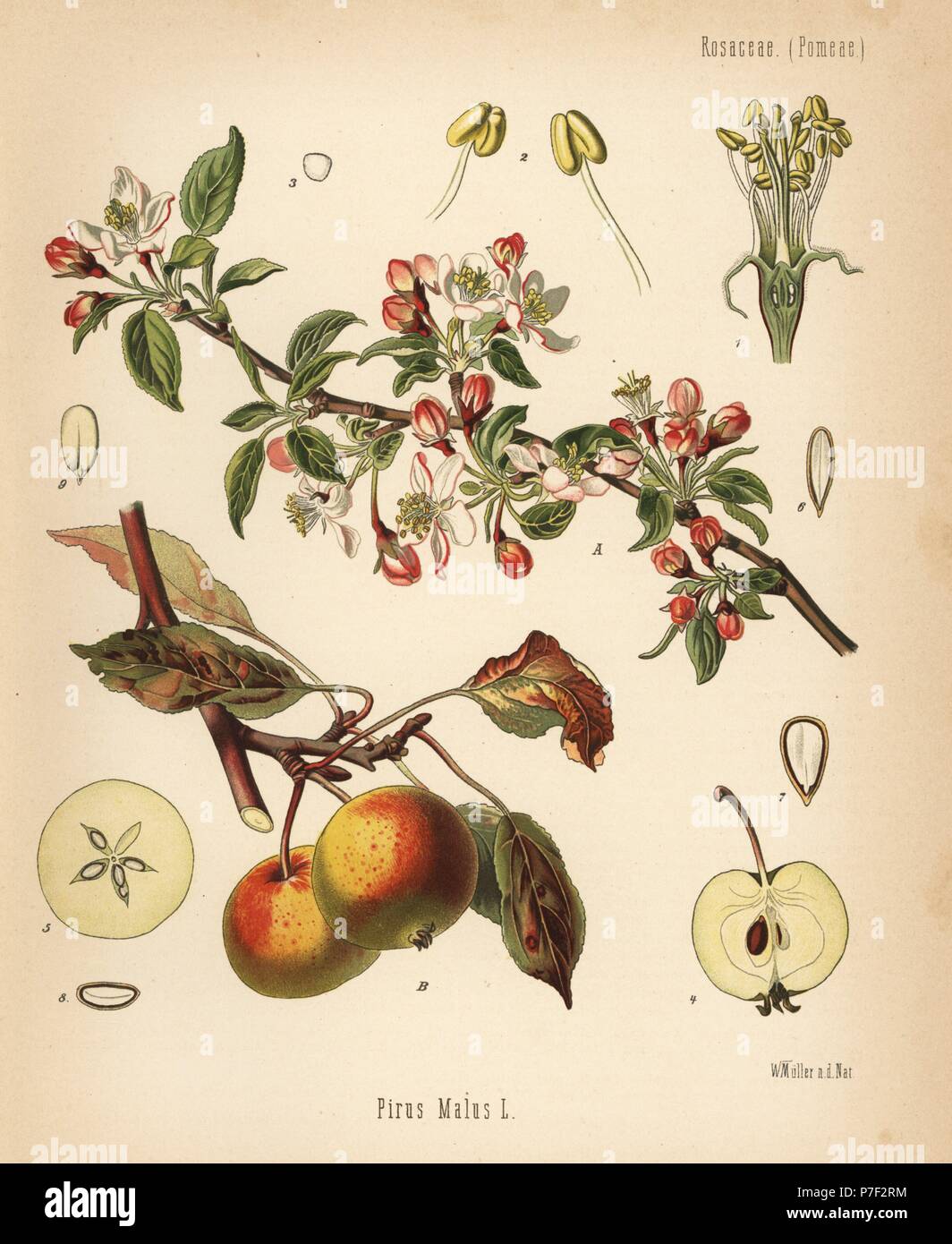 Apple tree, Malus domestica (Pyrus malus). Chromolithograph after a botanical illustration by Walther Muller from Hermann Adolph Koehler's Medicinal Plants, edited by Gustav Pabst, Koehler, Germany, 1887. Stock Photo