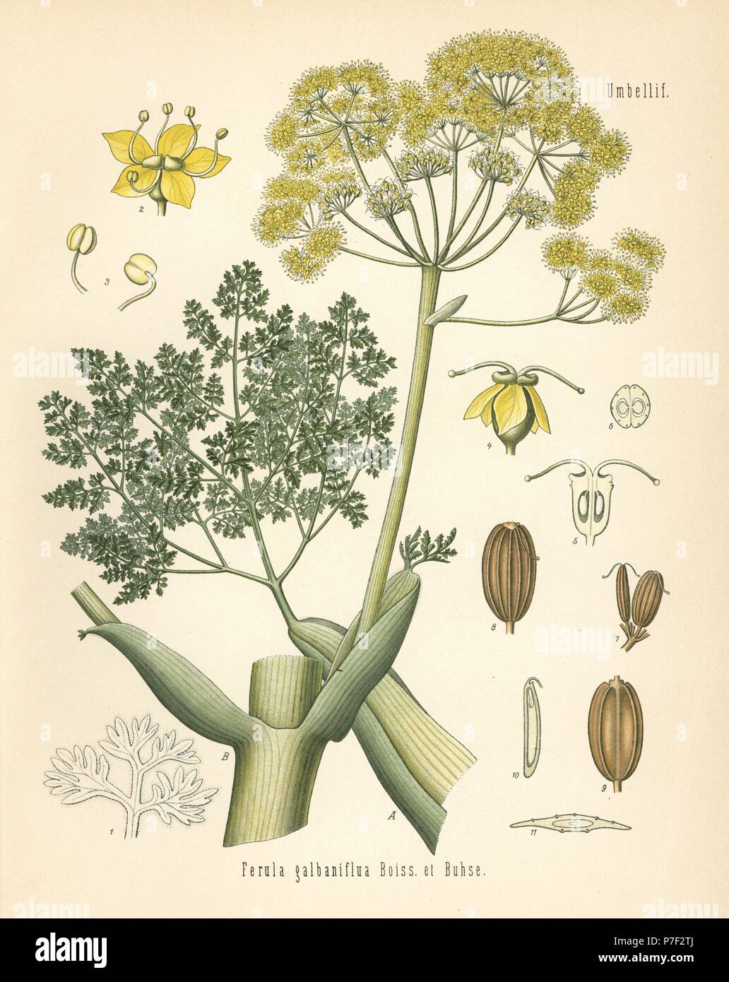 Galbanum, Ferula gummosa (Ferula galbaniflua). Chromolithograph after a botanical illustration from Hermann Adolph Koehler's Medicinal Plants, edited by Gustav Pabst, Koehler, Germany, 1887. Stock Photo