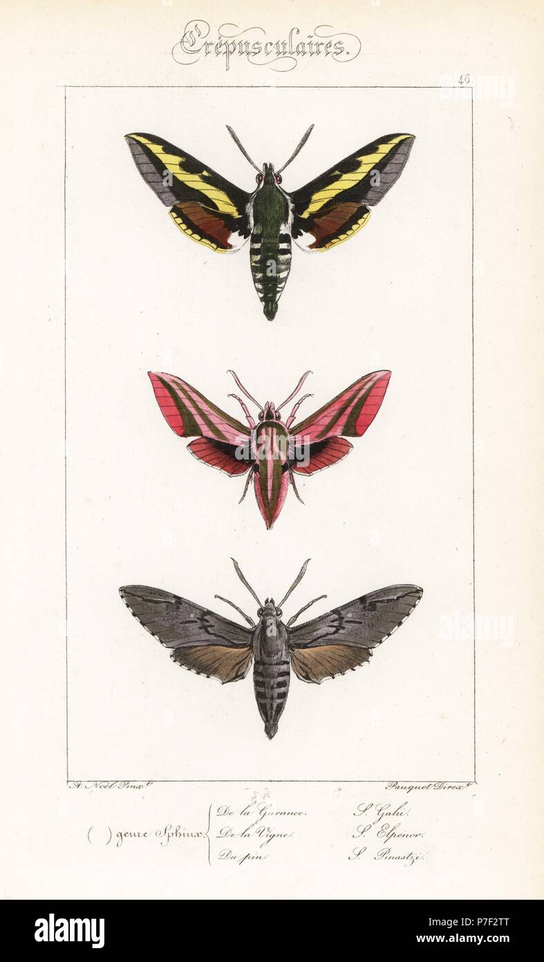 Bedstraw hawkmoth or galium sphinx, Hyles gallii, elephant hawkmoth, Deilephila elpenor, and pine hawkmoth, Sphinx pinastri. Handcoloured steel engraving by the Pauquet brothers after an illustration by Alexis Nicolas Noel from Hippolyte Lucas' Natural History of European Butterflies, Histoire Naturelle des Lepidopteres d'Europe, 1864. Stock Photo