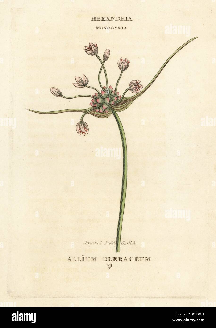 Streaked field garlic, Allium oleraceum. Handcoloured copperplate engraving after an illustration by Richard Duppa from his The Classes and Orders of the Linnaean System of Botany, Longman, Hurst, London, 1816. Stock Photo