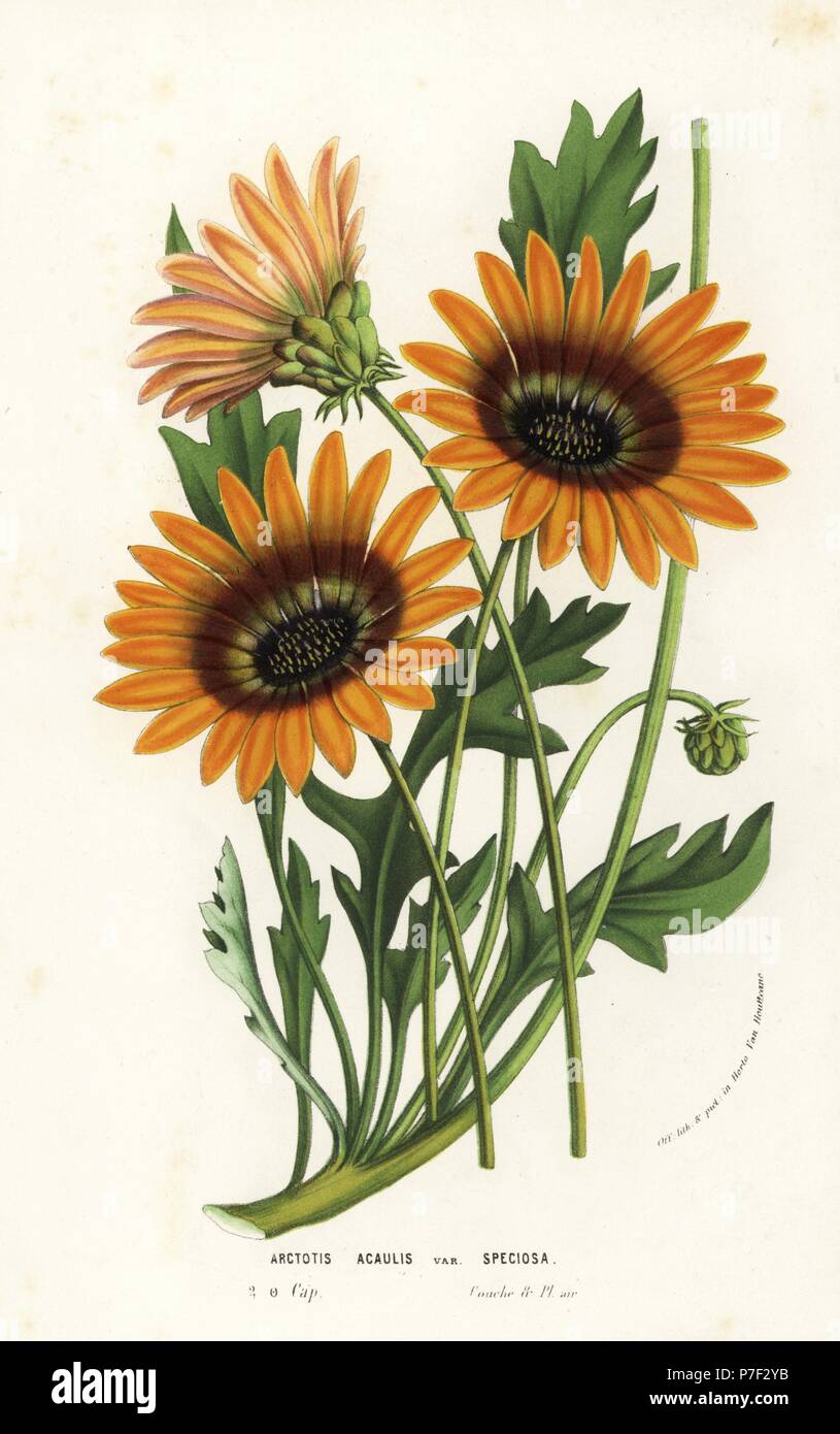 African daisy, Arctotis acaulis var. speciosa. Handcoloured lithograph from Louis van Houtte and Charles Lemaire's Flowers of the Gardens and Hothouses of Europe, Flore des Serres et des Jardins de l'Europe, Ghent, Belgium, 1856. Stock Photo