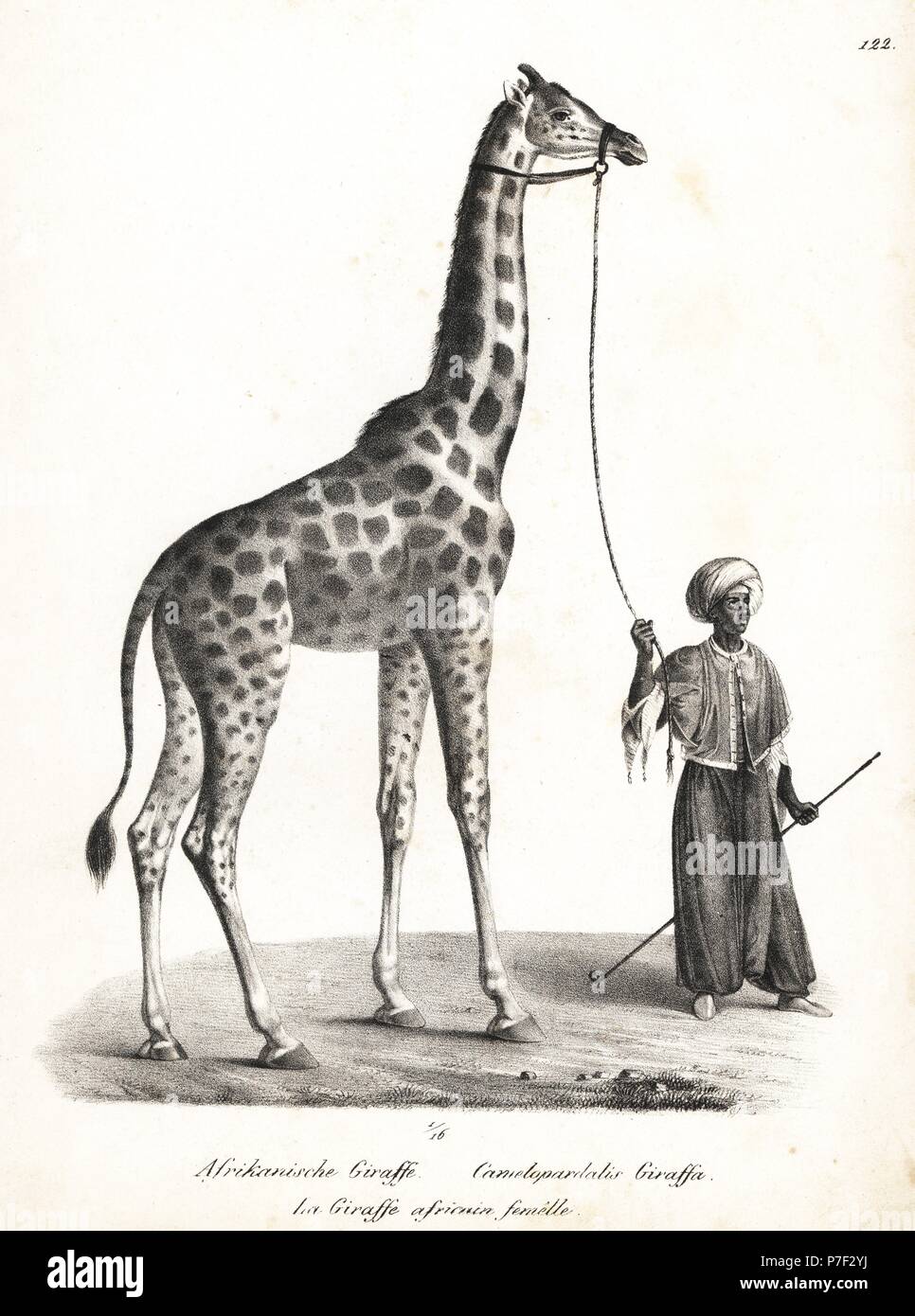 Giraffe, Giraffa camelopardalis, female. Lithograph by Karl Joseph Brodtmann from Heinrich Rudolf Schinz's Illustrated Natural History of Men and Animals, 1836. Stock Photo