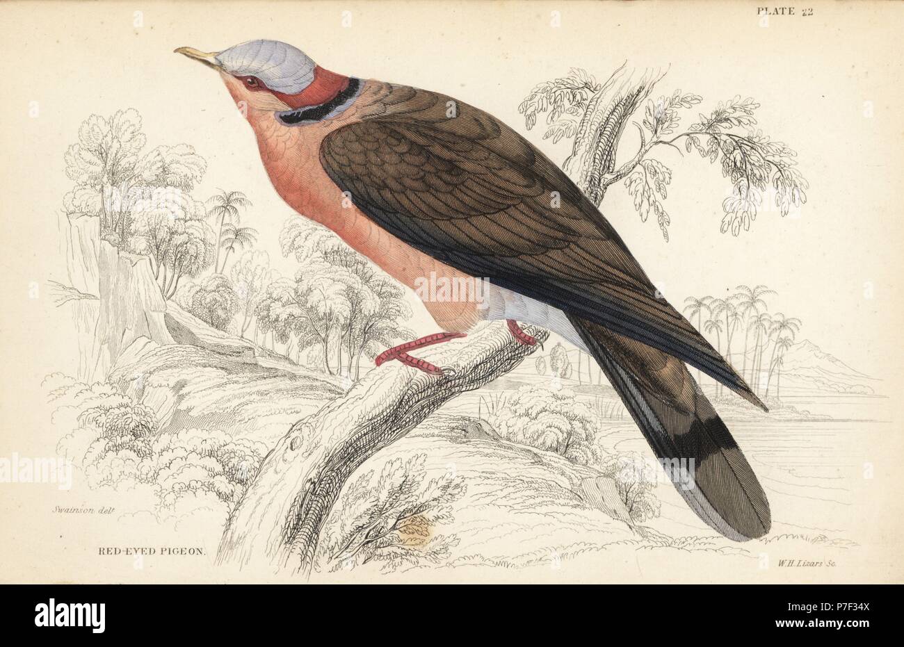 Red-eyed dove, Streptopelia semitorquata (Red-eyed pigeon, Turtur  erythrophrys). Handcoloured steel engraving by William Lizars after William  Swainson from Sir William Jardine's Naturalist's Library: Ornithology:  Birds of Western Africa, Edinburgh ...