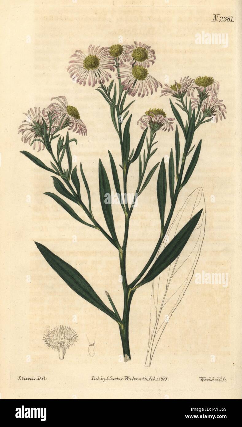 Woad-leaved boltonia, Boltonia glastifolia. Handcoloured copperplate engraving by Weddell after a botanical illustration by John Curtis from William Curtis' Botanical Magazine, Samuel Curtis, London, 1823. Stock Photo