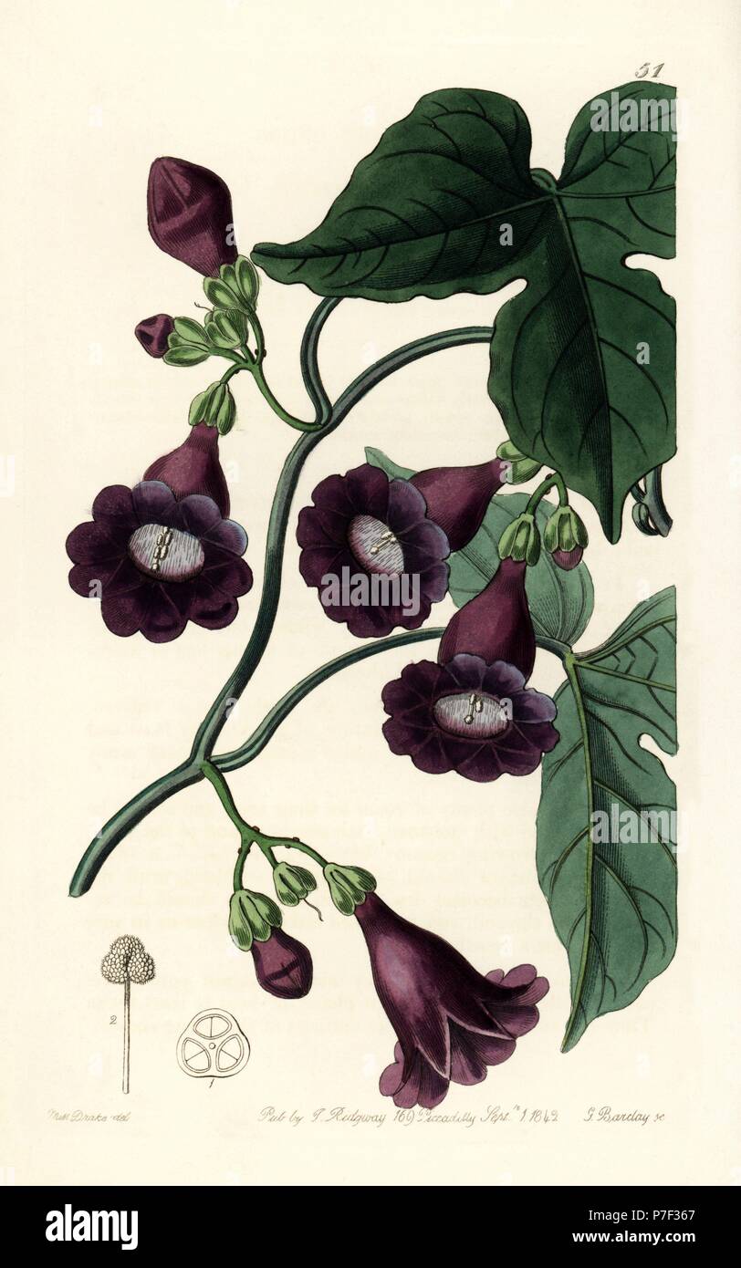 Royal purple gaybine, Pharbitis ostrina, from Cuba. Handcoloured copperplate engraving by George Barclay after an illustration by Miss Sarah Drake from Edwards' Botanical Register, edited by John Lindley, London, Ridgeway, 1842. Stock Photo