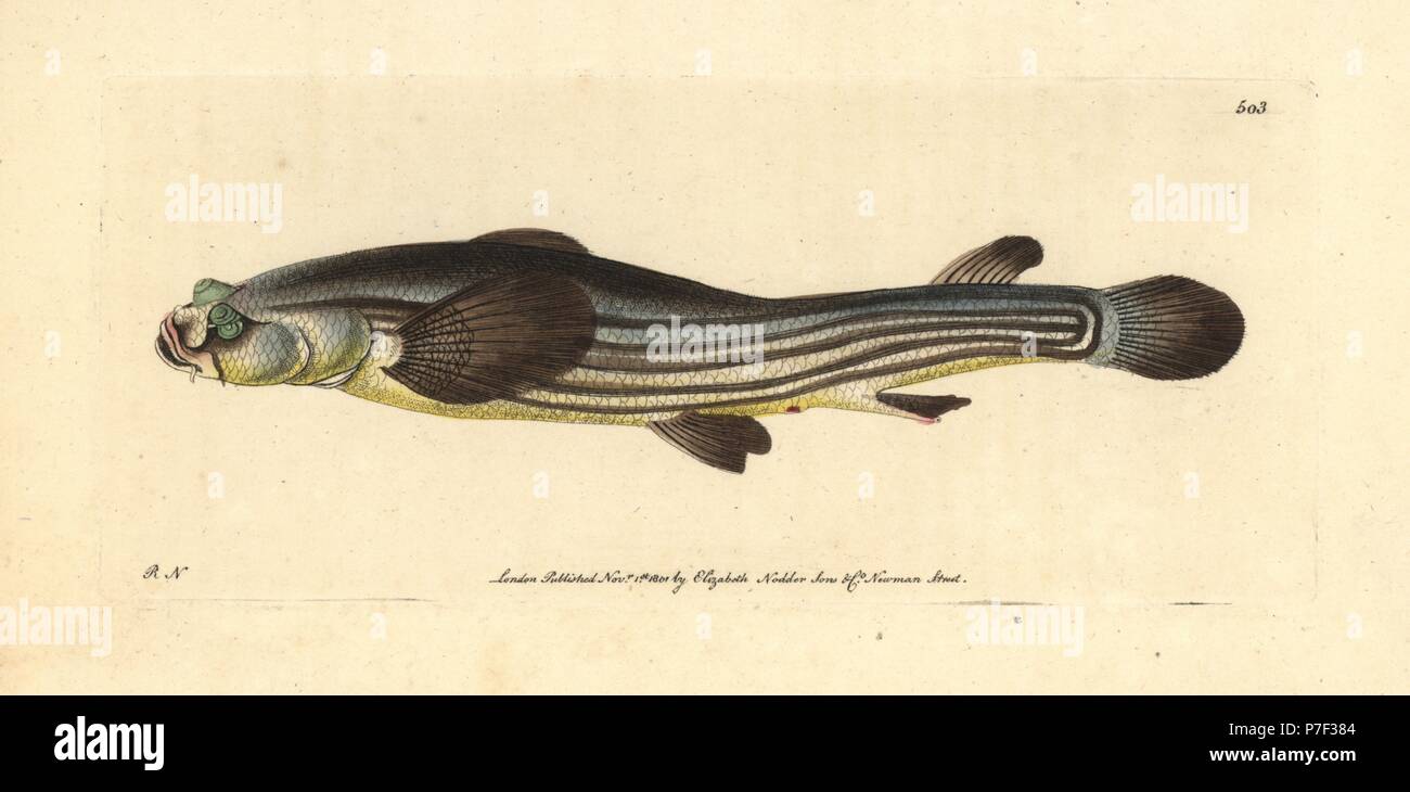 Largescale four-eyed fish, Anableps anableps (as four-eyed anableps, Anableps tetropthalmus). Illustration drawn and engraved by Richard Polydore Nodder. Handcoloured copperplate engraving from George Shaw and Frederick Nodder's The Naturalist's Miscellany, London, 1801. Stock Photo