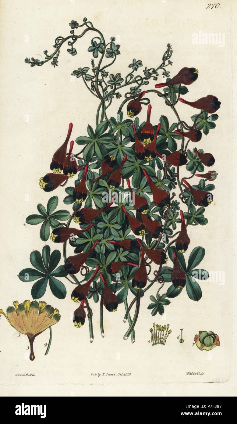 Three-coloured Indian cress, Tropaeolum tricolor. Handcoloured copperplate engraving by Weddell after a botanical illustration by Edward Dalton Smith from Robert Sweet's The British Flower Garden, Ridgeway, London, 1828. Stock Photo