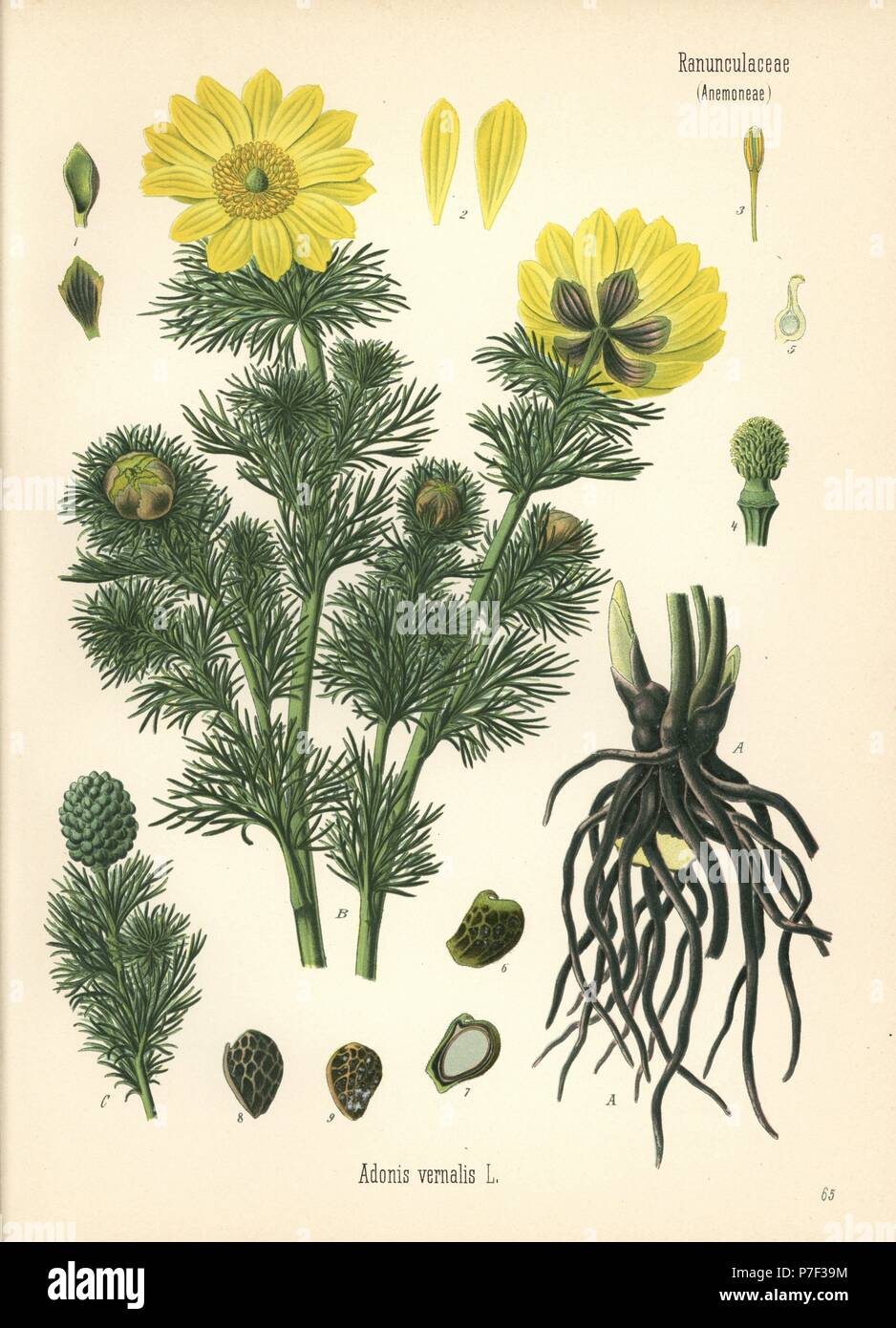Spring pheasant's eye, Adonis vernalis. Chromolithograph after a botanical illustration from Hermann Adolph Koehler's Medicinal Plants, edited by Gustav Pabst, Koehler, Germany, 1887. Stock Photo