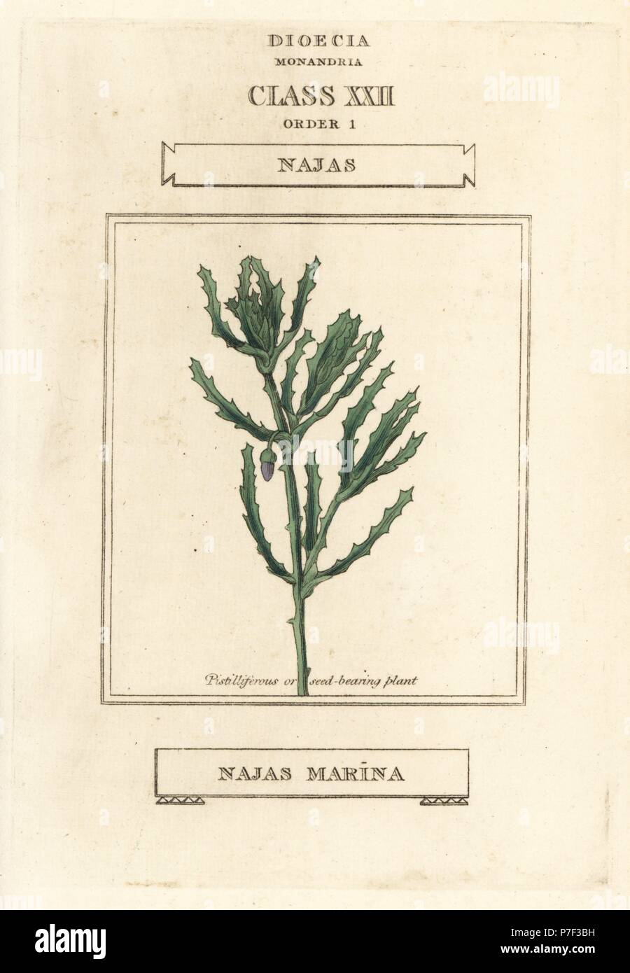 Spiny naiad, Najas marina. Handcoloured copperplate engraving after an illustration by Richard Duppa from his The Classes and Orders of the Linnaean System of Botany, Longman, Hurst, London, 1816. Stock Photo