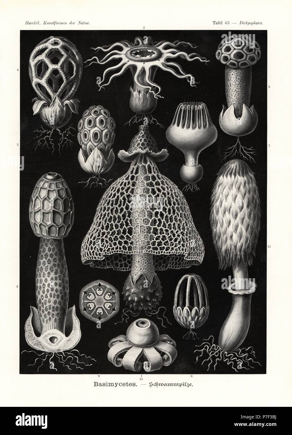 Basimycetes mushrooms and puffballs: Phallus species 1, stinkhorn, Phallus impudicus 2, Aseroe rubra 3, latticed stinkhorn, Clathrus ruber 4, Clathrus crispus 5, Clathrus pusillus 6, Lysurus species 7, Lysurus periphragmoides 8, Lysurus borealis 9, earthstar, Geastrum species 10, and shaggy ink cap mushroom, Coprinus comatus 11. Lithograph by Adolf Glitsch from an illustration by Ernst Haeckel from Art Forms in Nature, Kunstformen der Natur, Liepzig, Germany, 1904. Stock Photo