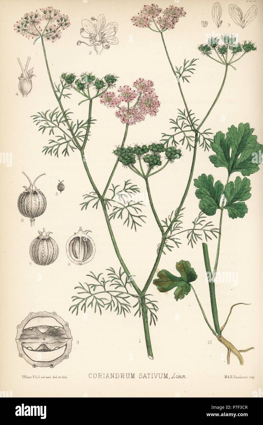Coriander, Coriandrum sativum. Handcoloured lithograph by Hanhart after