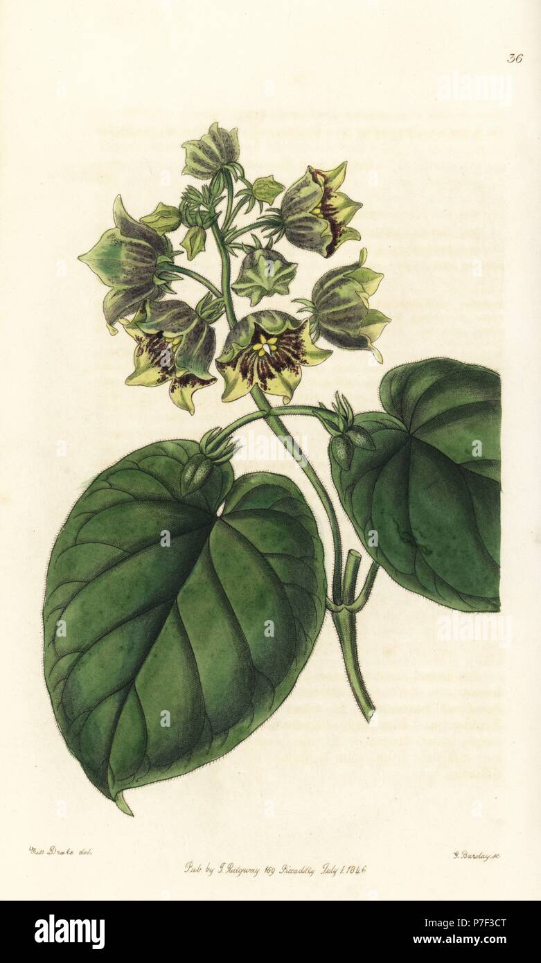 Philibertia campanulata (Bell-shaped sarcostem, Sarcostemma campanulata). Handcoloured copperplate engraving by George Barclay after an illustration by Miss Sarah Drake from Edwards' Botanical Register, edited by John Lindley, London, Ridgeway, 1846. Stock Photo