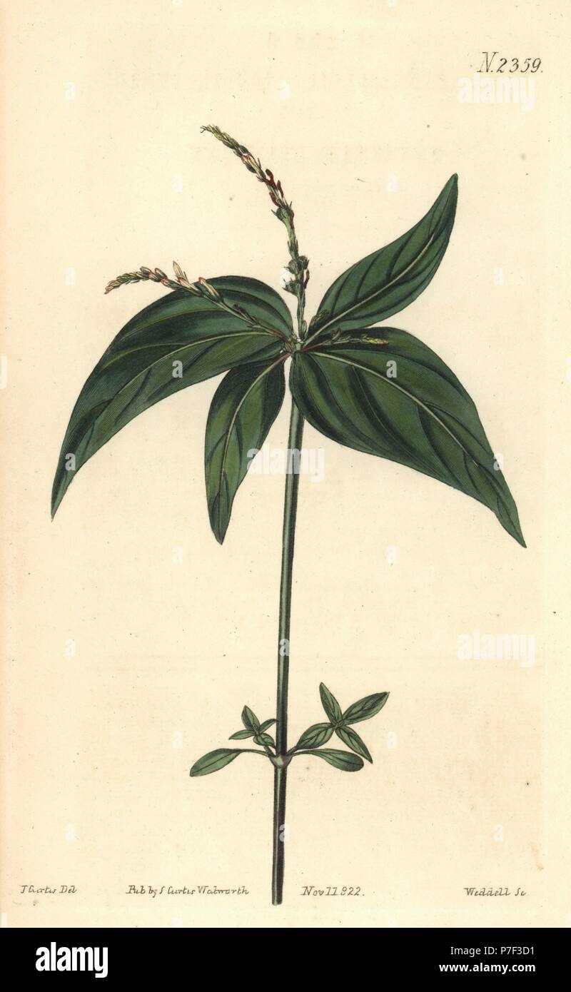 Pinkroot or annual wormgrass, Spigelia anthelmia. Handcoloured copperplate engraving by Weddell after a botanical illustration by John Curtis from William Curtis' Botanical Magazine, Samuel Curtis, London, 1822. Stock Photo