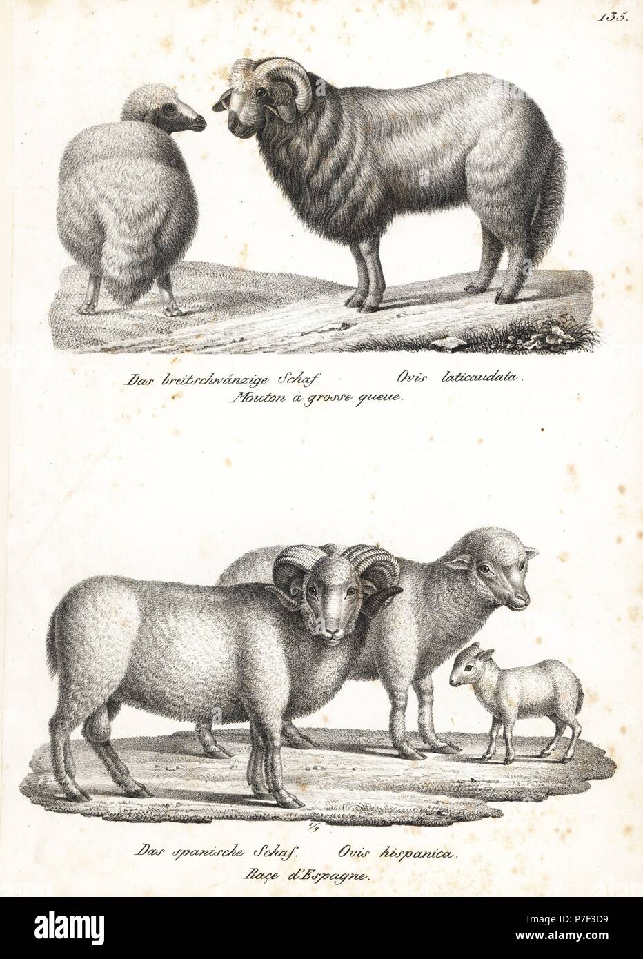 Broad-tailed sheep, Ovis aries laticaudata, and merino sheep, Ovis aries hispanica. Lithograph by Karl Joseph Brodtmann from Heinrich Rudolf Schinz's Illustrated Natural History of Men and Animals, 1836. Stock Photo