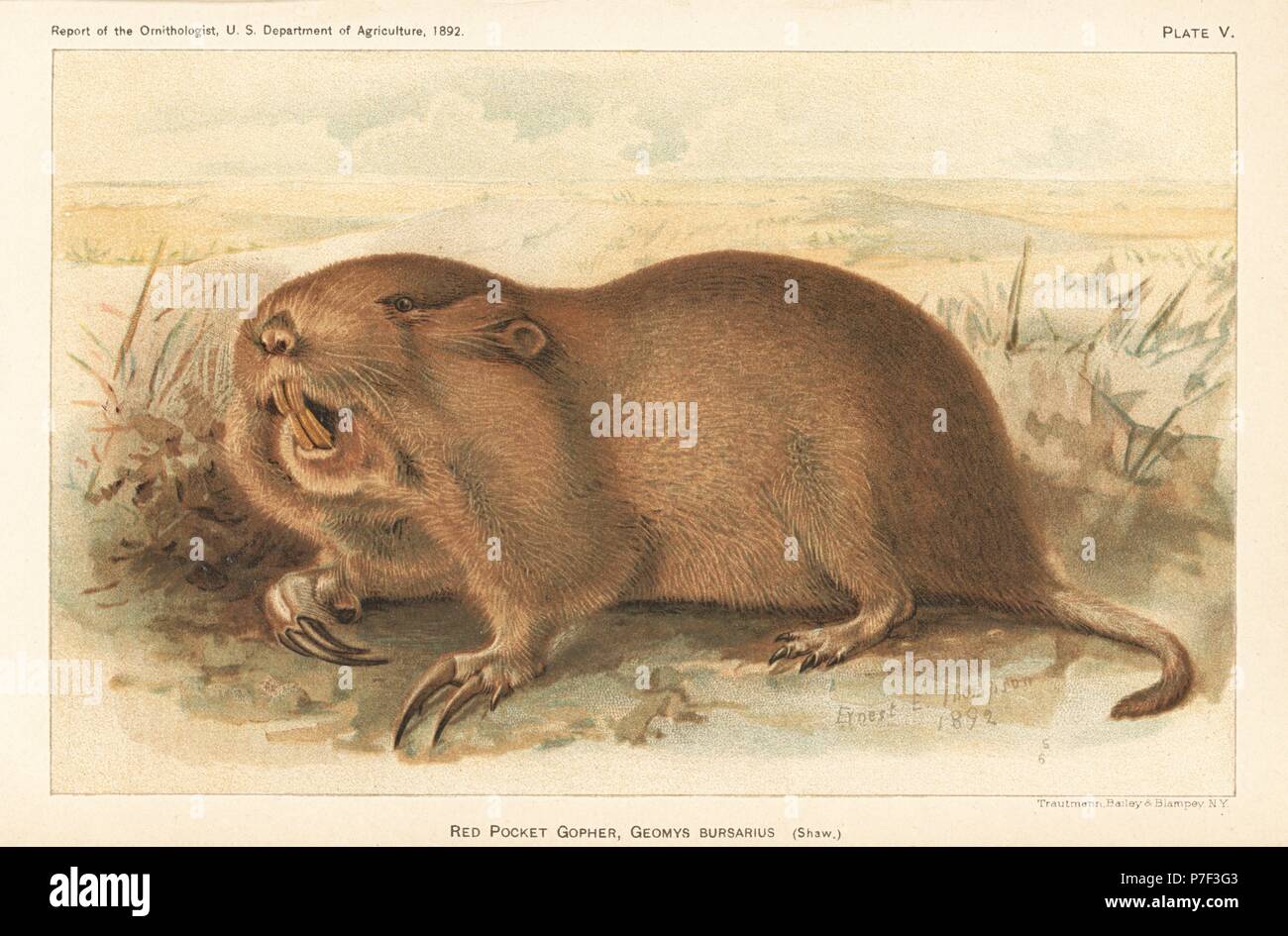 Ernest thompson hi-res stock photography and images - Alamy