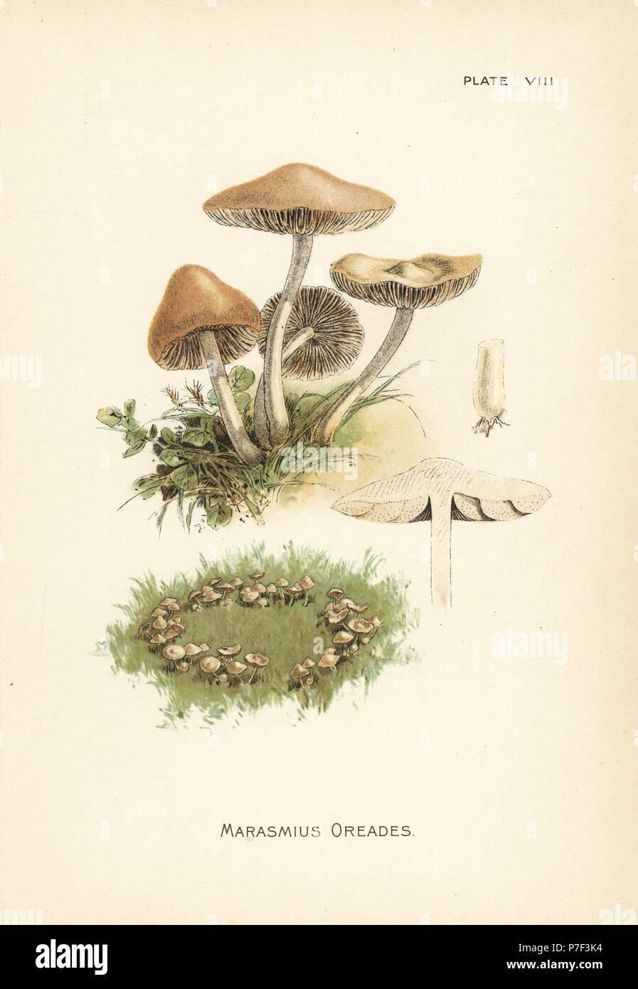 Scotch bonnet or fairy ring mushroom, Marasmius oreades. Chromolithograph after a botanical illustration by William Hamilton Gibson from his book Our Edible Toadstools and Mushrooms, Harper, New York, 1895. Stock Photo