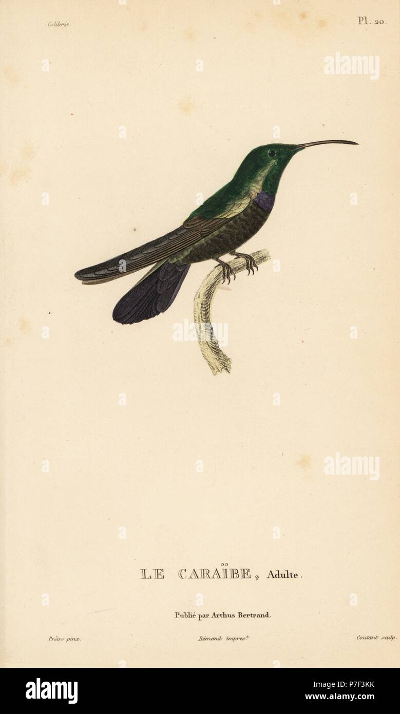 Green-throated carib, Eulampis holosericeus (Trochilus holosericeus). Male adult. Handcolored steel engraving by Coutant after an illustration by Jean-Gabriel Pretre from Rene Primevere Lesson's Natural History of the Colibri Genus of Hummingbirds, Histoire Naturelle des Colibris, Arthus Betrand, Paris, 1830. Stock Photo