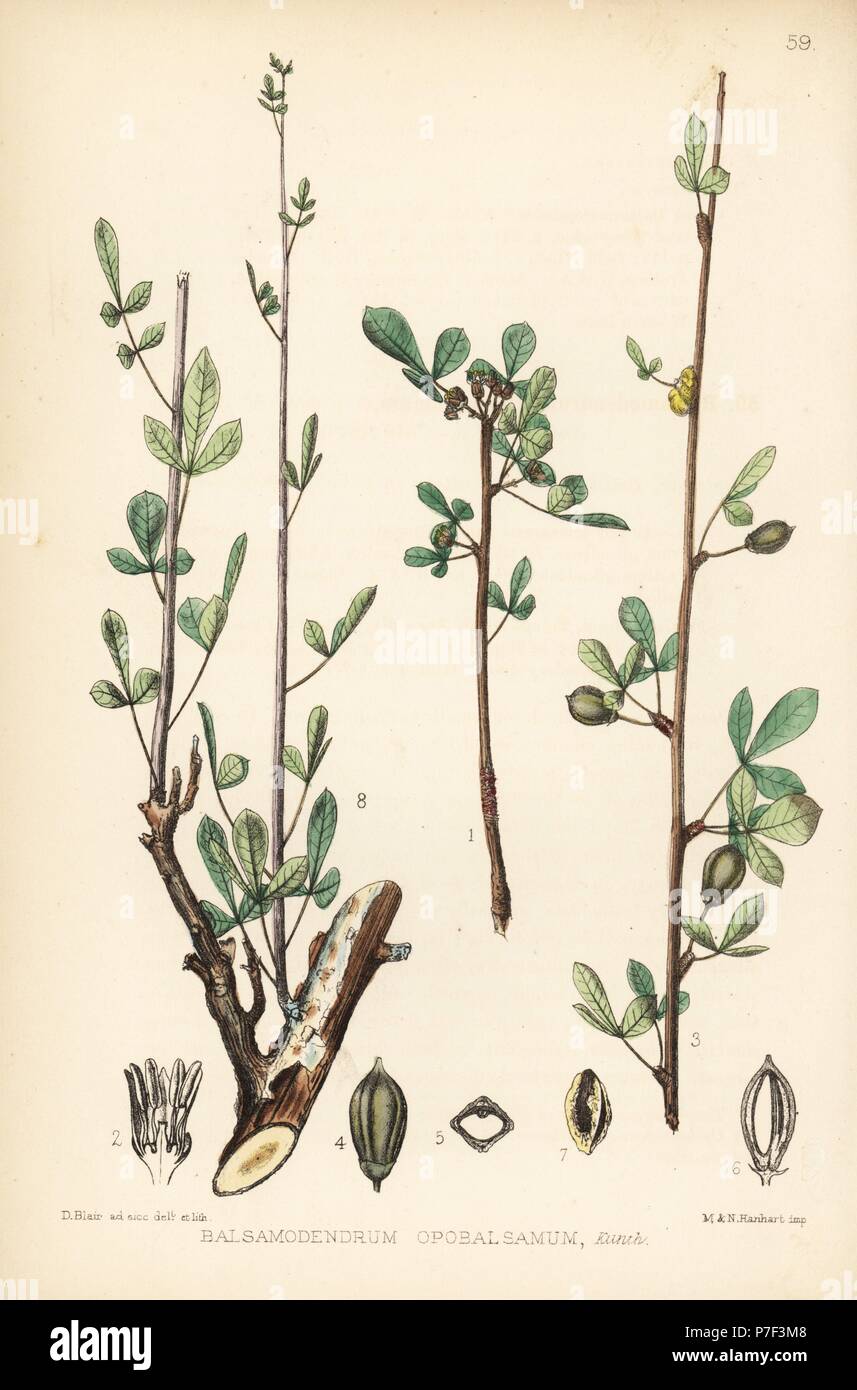 Balm of Gilead, Commiphora gileadensis (Balsamodendrum opobalsamum). Handcoloured lithograph by Hanhart after a botanical illustration by David Blair from Robert Bentley and Henry Trimen's Medicinal Plants, London, 1880. Stock Photo