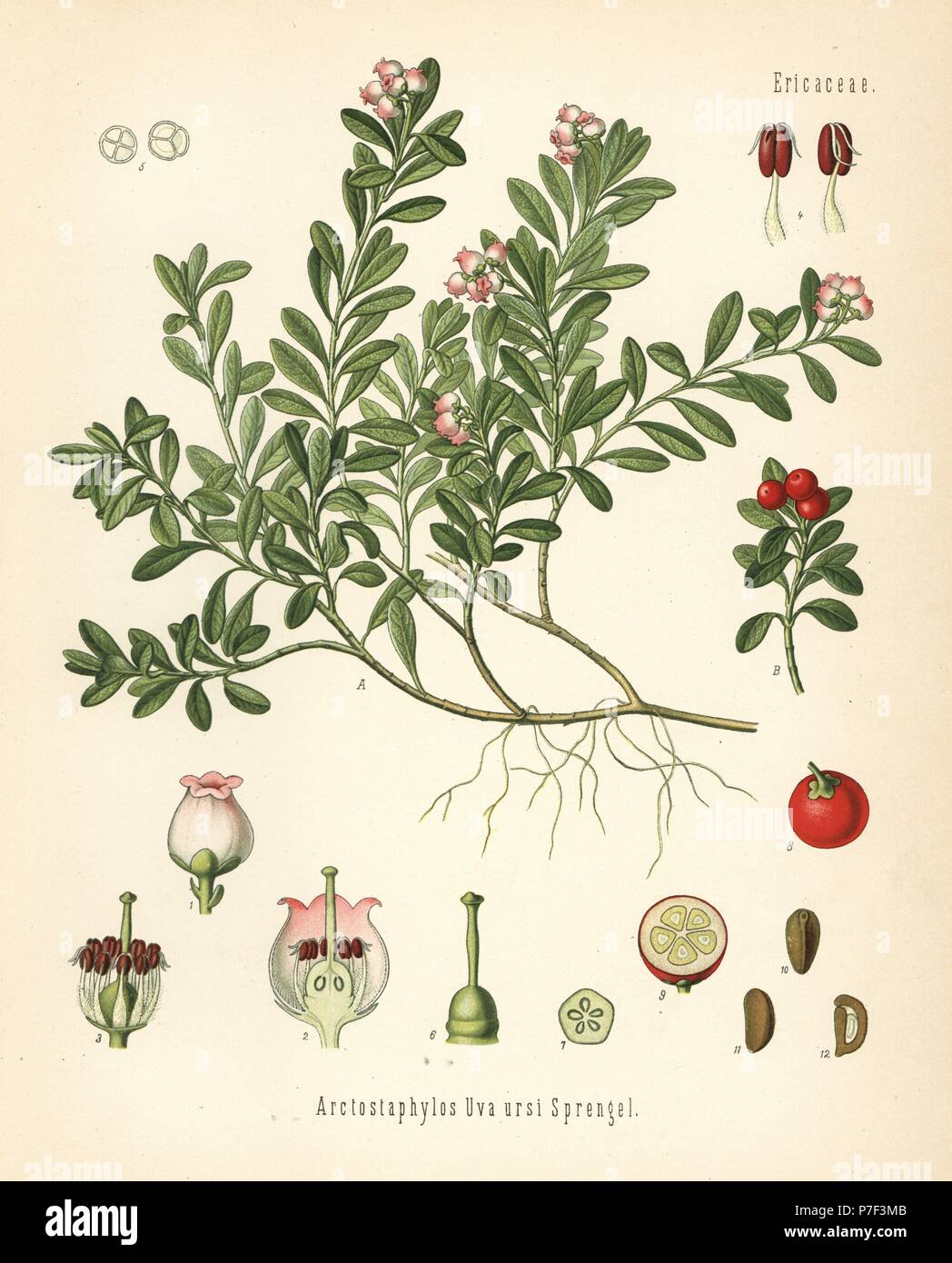 Bearberry, Arctostaphylos uva-ursi. Chromolithograph after a botanical illustration from Hermann Adolph Koehler's Medicinal Plants, edited by Gustav Pabst, Koehler, Germany, 1887. Stock Photo