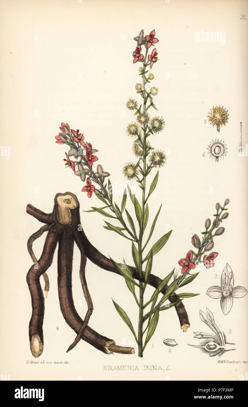 Ixine or abrojo colorado, Krameria ixine. Handcoloured lithograph by Hanhart after a botanical illustration by David Blair from Robert Bentley and Henry Trimen's Medicinal Plants, London, 1880. Stock Photo