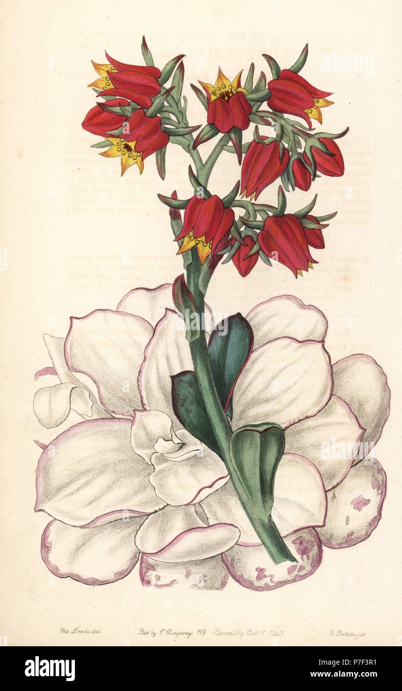 Echeveria fulgens (Blunt-leaved echeveria, Echeveria retusa). Handcoloured copperplate engraving by George Barclay after an illustration by Miss Sarah Drake from Edwards' Botanical Register, edited by John Lindley, London, Ridgeway, 1847. Stock Photo
