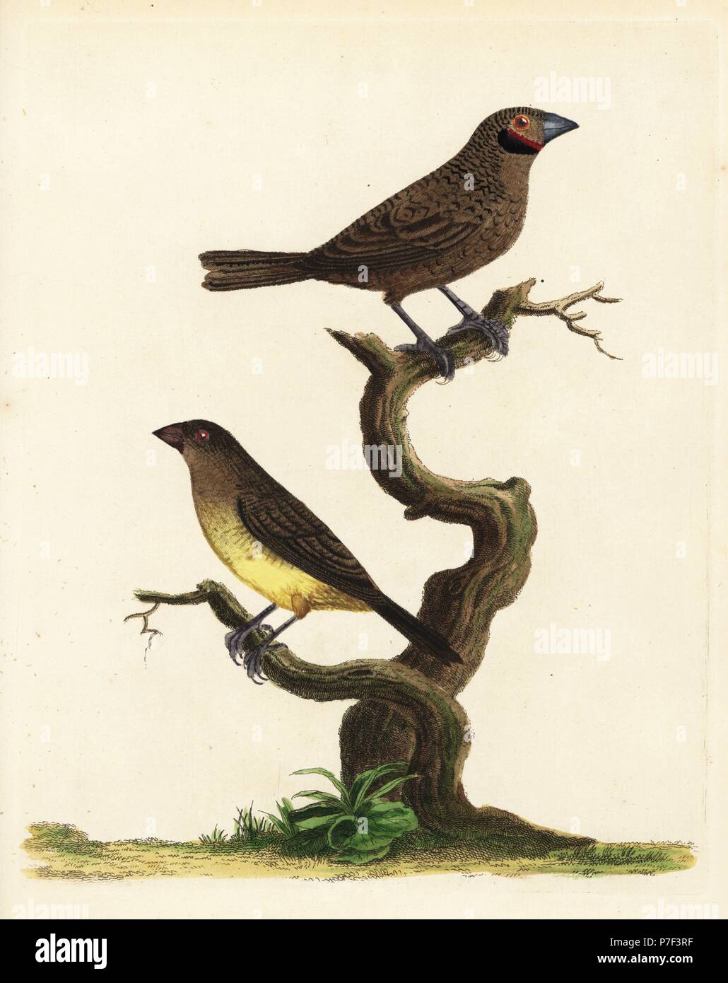 Cut-throat finch, Amadina fasciata, and African silverbill, Euodice cantans. (Fasciated grosbeak, Loxia fasciata and brown grosbeak, Loxia cantans.) In the possession of Marmaduke Tunstall. Handcoloured copperplate engraving by Peter Brown from his New Illustrations of Zoology, B. White, London, 1776. Stock Photo