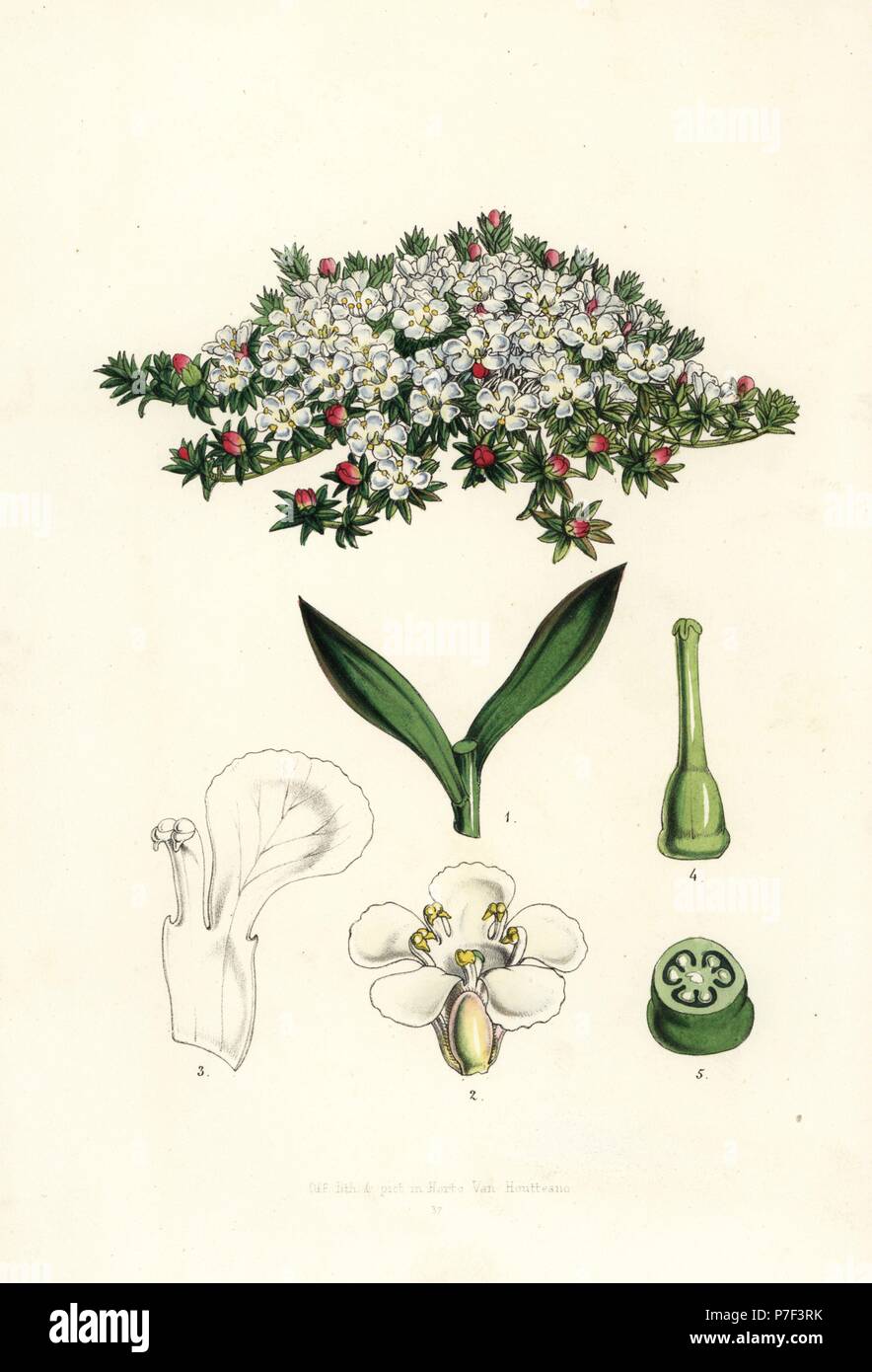 Flowering pixie-moss, Pyxidanthera barbulata. Handcoloured lithograph from Louis van Houtte and Charles Lemaire's Flowers of the Gardens and Hothouses of Europe, Flore des Serres et des Jardins de l'Europe, Ghent, Belgium, 1851. Stock Photo