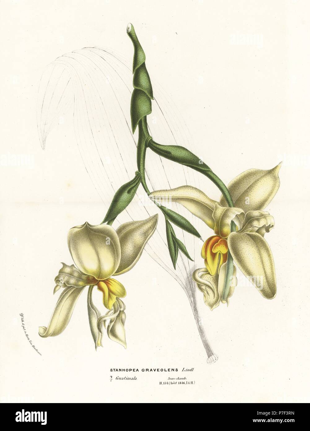 Stanhopea graveolens orchid. Handcoloured lithograph from Louis van Houtte and Charles Lemaire's Flowers of the Gardens and Hothouses of Europe, Flore des Serres et des Jardins de l'Europe, Ghent, Belgium, 1870. Stock Photo