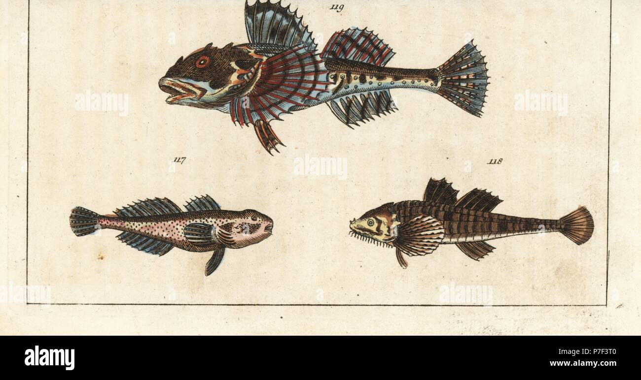 Vit sculpin, Cottus gobio 117, pogge, Agonus cataphractus 118, and sea scorpion, Myoxocephalus scorpius 119. Handcolored copperplate engraving from Gottlieb Tobias Wilhelm's Encyclopedia of Natural History: Fish, Augsburg, 1804. Wilhelm (1758-1811) was a Bavarian clergyman and naturalist known as the German Buffon. Stock Photo