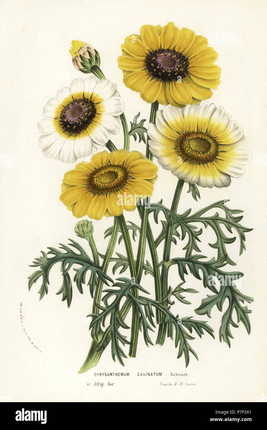 Annual chrysanthemum or tricolor daisy, Ismelia carinata (Chrysanthemum carinatum). Handcoloured lithograph from Louis van Houtte and Charles Lemaire's Flowers of the Gardens and Hothouses of Europe, Flore des Serres et des Jardins de l'Europe, Ghent, Belgium, 1856. Stock Photo