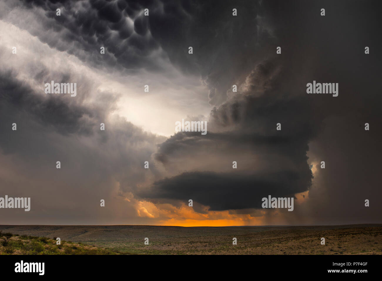 Large, powerful tornadic supercell storm moving over the Great Plains during sunset, setting the stage for the formation of tornados across Tornado Al Stock Photo