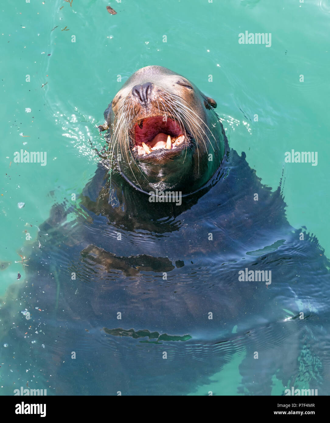 A California sea lion yawning as he relaxes in the warm sunshine Stock Photo Alamy
