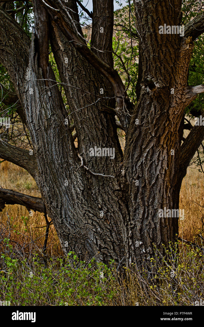 Elm Tree, Buffalo Lake National Wildlife Refuge, Umbarger, texas Stock