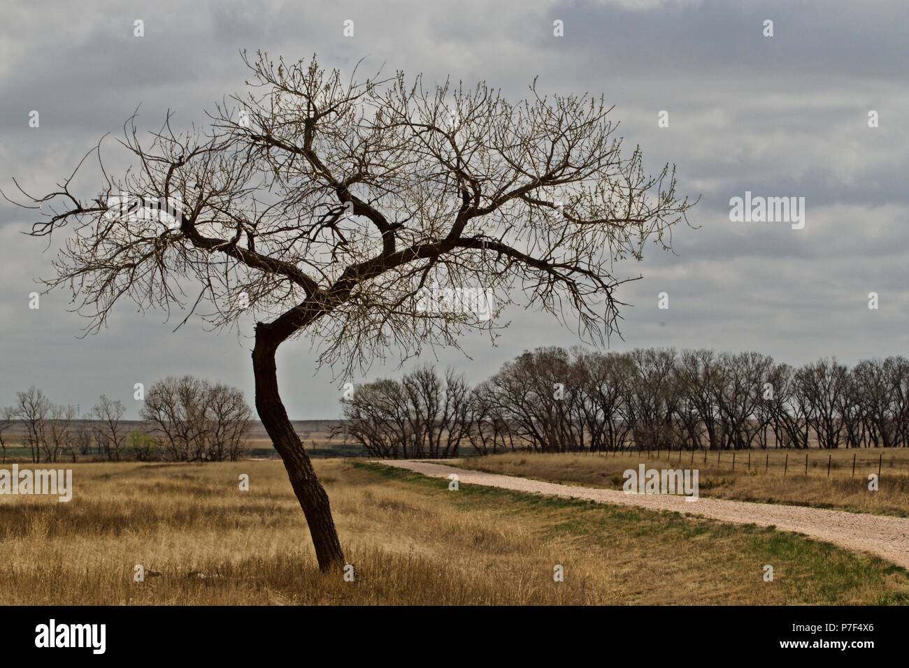 Elm Tree, Buffalo Lake National Wildlife Refuge, Umbarger, texas Stock