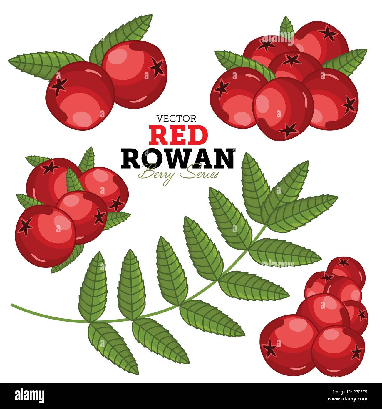 Rowan Set, Vector. Stock Vector