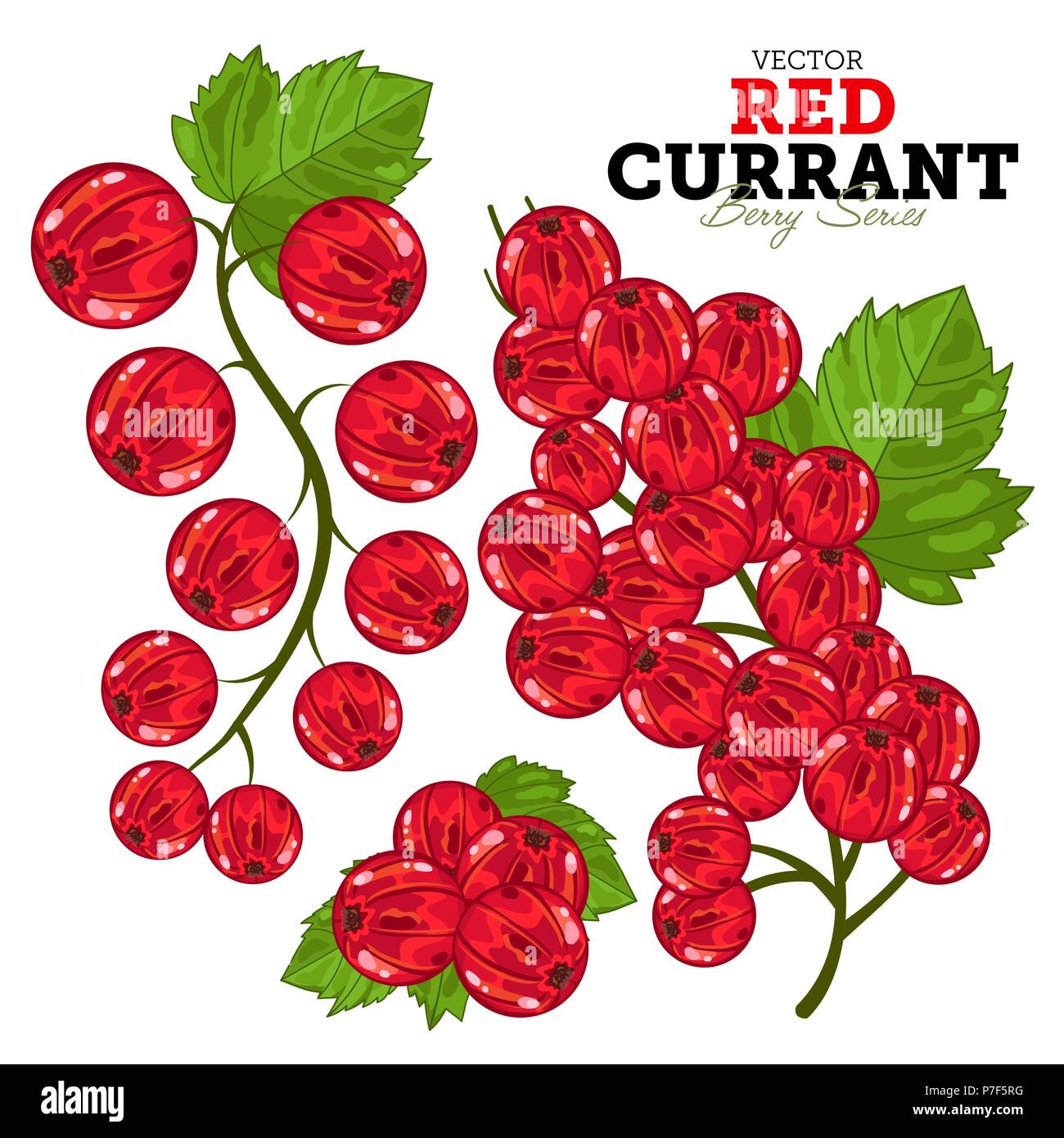 Black Currant Set, Vector Stock Vector Image & Art Alamy