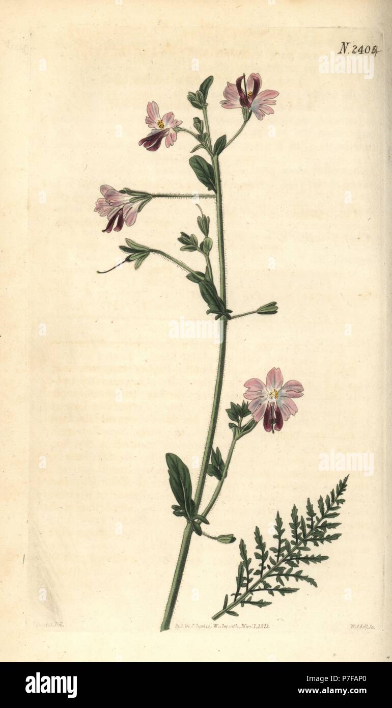 Poor-man's orchid or wing-leaved schizanthus, Schizanthus pinnatus. Handcoloured copperplate engraving by Weddell after a botanical illustration by John Curtis from William Curtis' Botanical Magazine, Samuel Curtis, London, 1823. Stock Photo