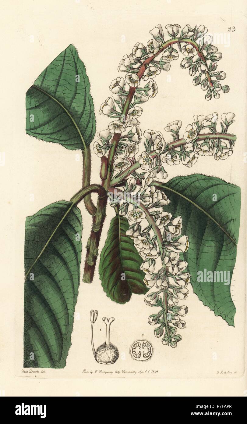 Clethra mexicana (Oak-leaved clethra, Clethra quercifolia). Handcoloured copperplate engraving by George Barclay after an illustration by Miss Sarah Drake from Edwards' Botanical Register, edited by John Lindley, London, Ridgeway, 1842. Stock Photo