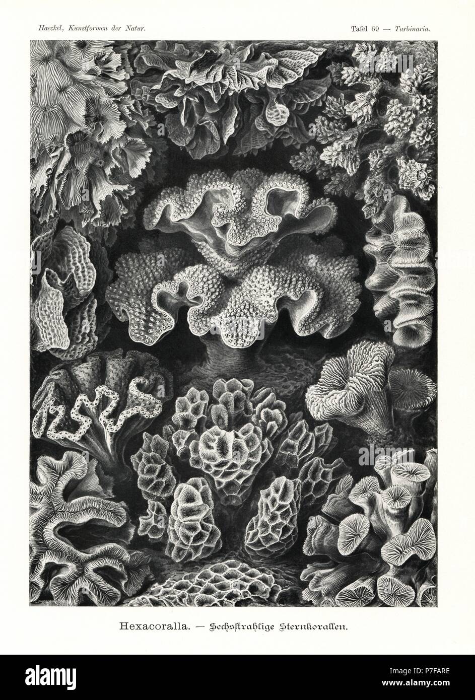 Hexacorallia stony coral skeletons: Dendrophylliidae species, Pavona frondifera, Pavona divaricata, Hydnophora exesa, Pectinia lactuca, Mancinia species, Scolymia lacera, Goniastrea aspera, Faviidae species, Plerogyra laxa and Euphyllia glabrescens. Chromolithograph by Adolf Glitsch from an illustration by Ernst Haeckel from Art Forms in Nature, Kunstformen der Natur, Liepzig, Germany, 1904. Stock Photo