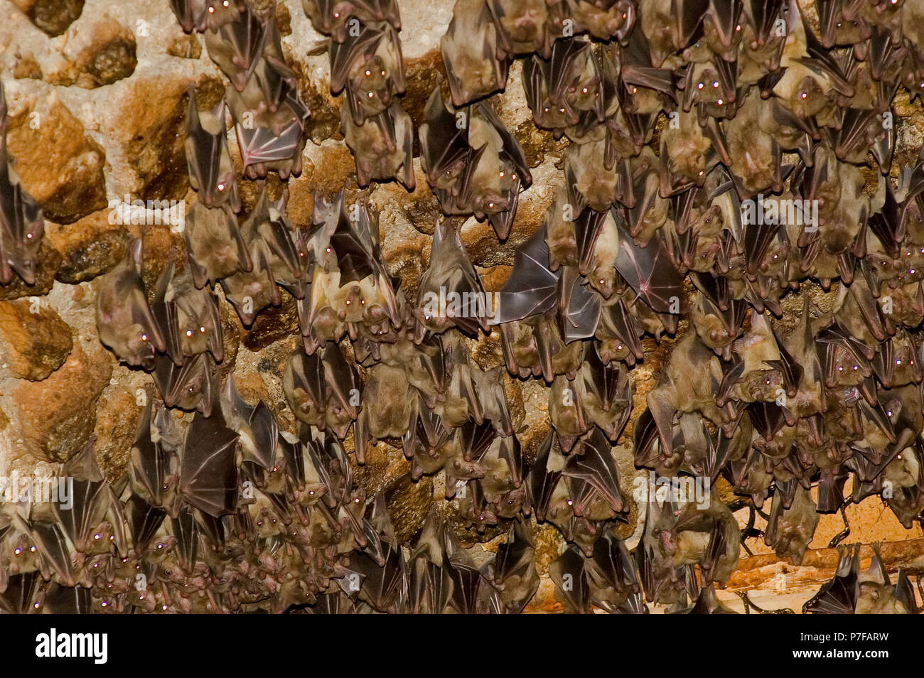 Fruit bat colony rest in a cave Stock Photo Alamy
