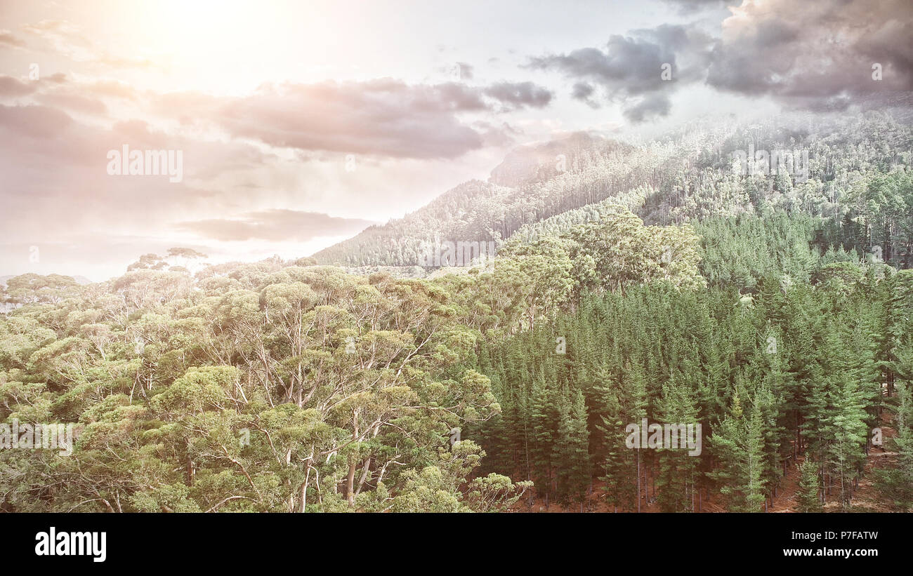 Aerial view of a forest in the mountains with clouds Stock Photo - Alamy