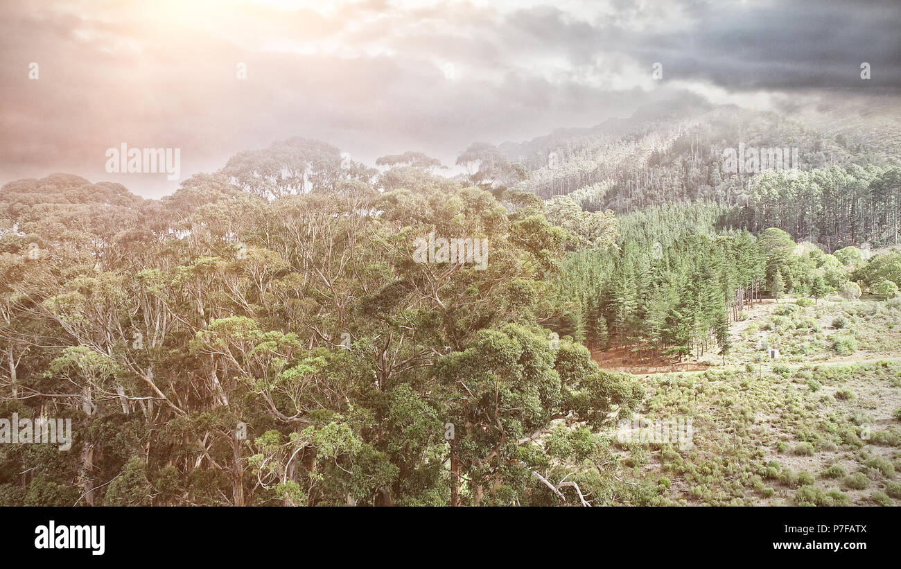 Aerial forest view covered by clouds Stock Photo