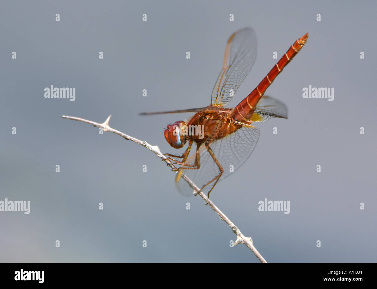 Dragonfly on the lookout Stock Photo