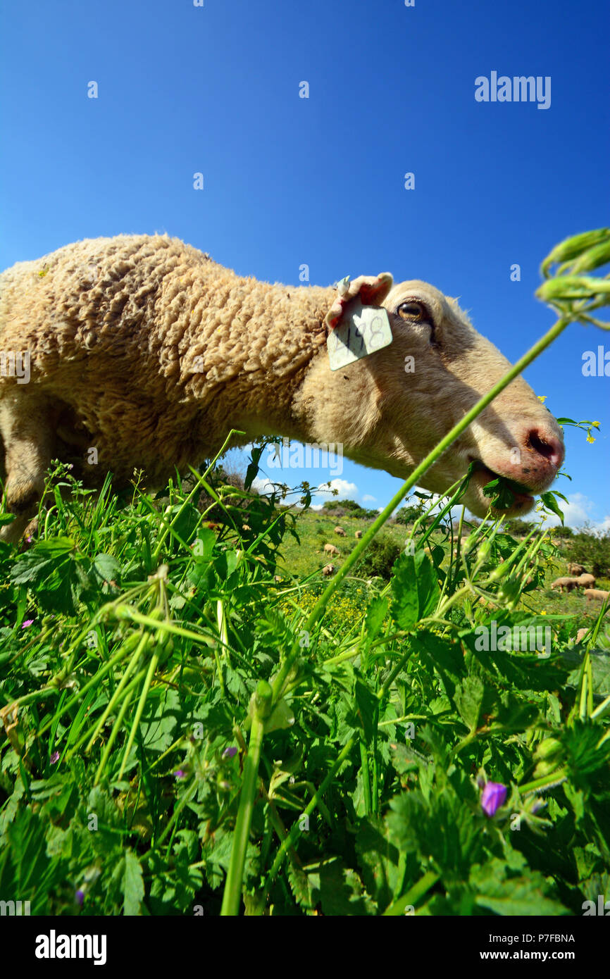 Sheep grazing in closeup Stock Photo Alamy